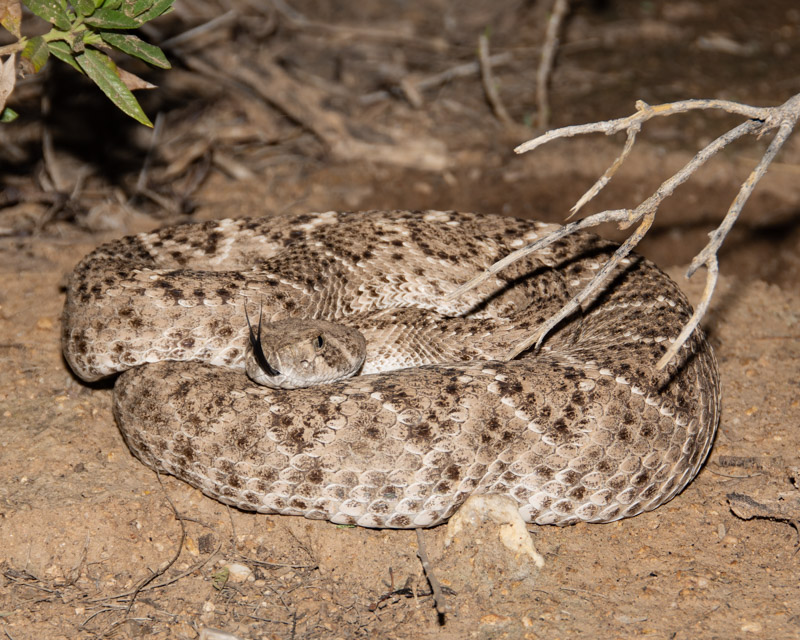 Gopher Snake - Sabino Canyon Volunteer Naturalists