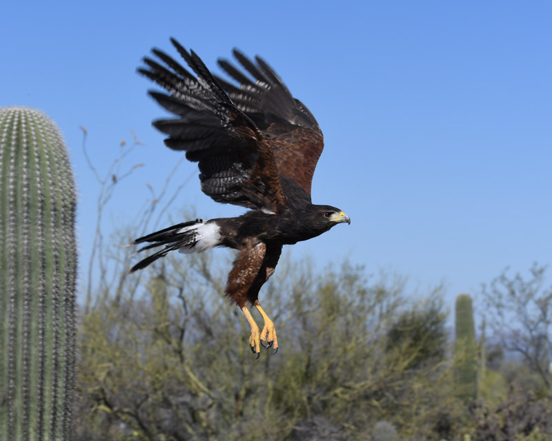 Harris' Hawk — Maricopa Audubon Society