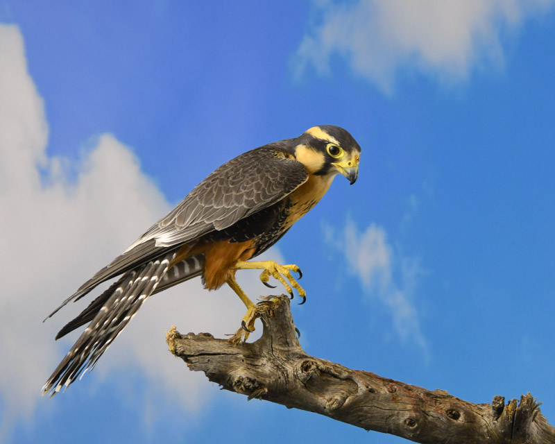 Prairie Falcon – Sonoran Images