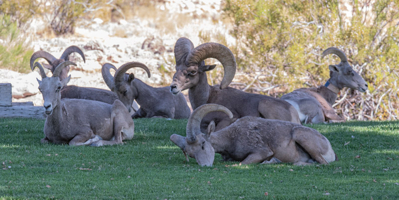 Why High-Speed Rail To Vegas Means Bighorn Sheep And Other Wildlife Will  Get New Crossings