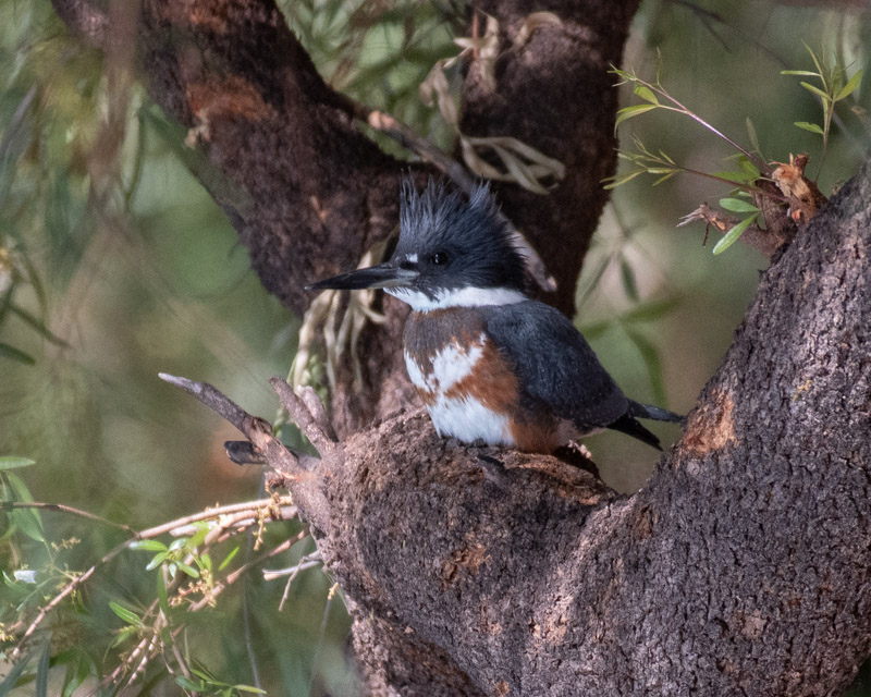 Wildlife Finds: Belted Kingfishers – Public Lands Interpretive Association