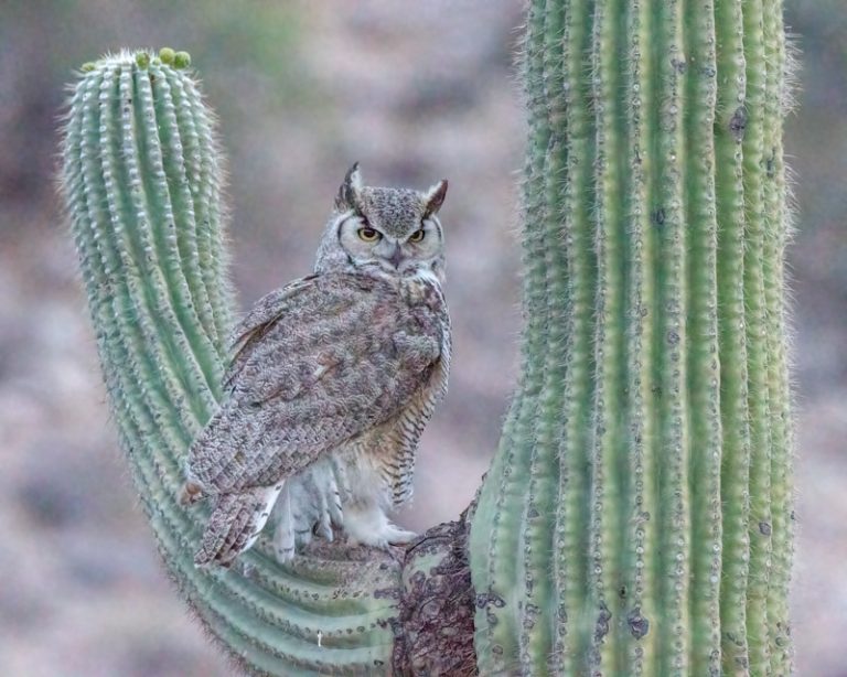 The Owls in a Palm Tree Foothills Clusters Wildlife