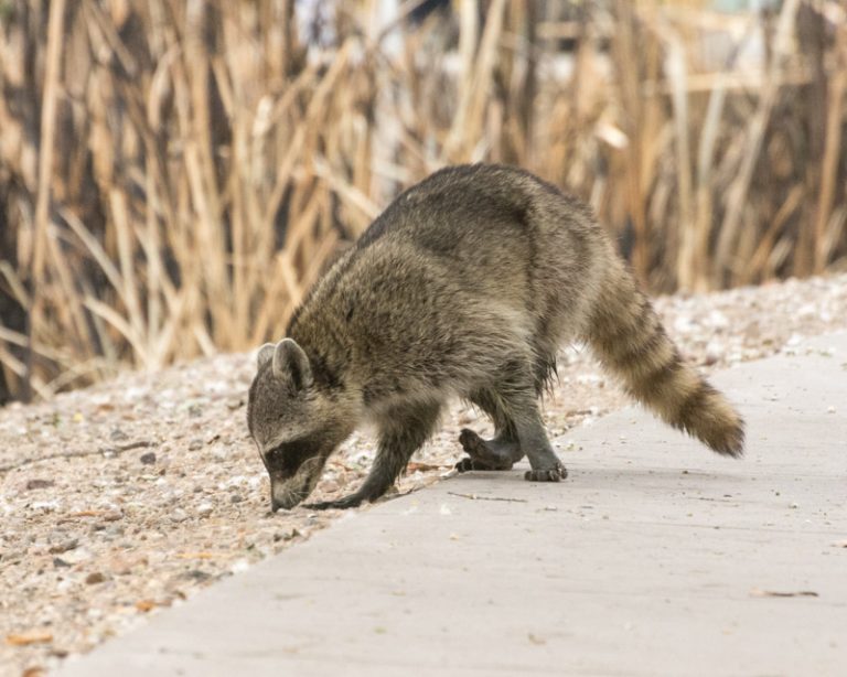 Raccoons in the Foothills Clusters – Foothills Clusters Wildlife