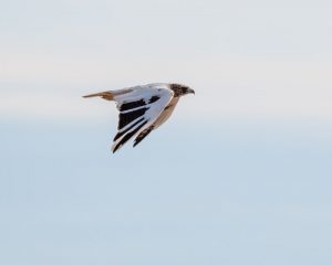 A Very Unusual (Leucistic) Redtailed Hawk – Foothills Clusters Wildlife