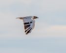 A Very Unusual (Leucistic) Redtailed Hawk – Foothills Clusters Wildlife